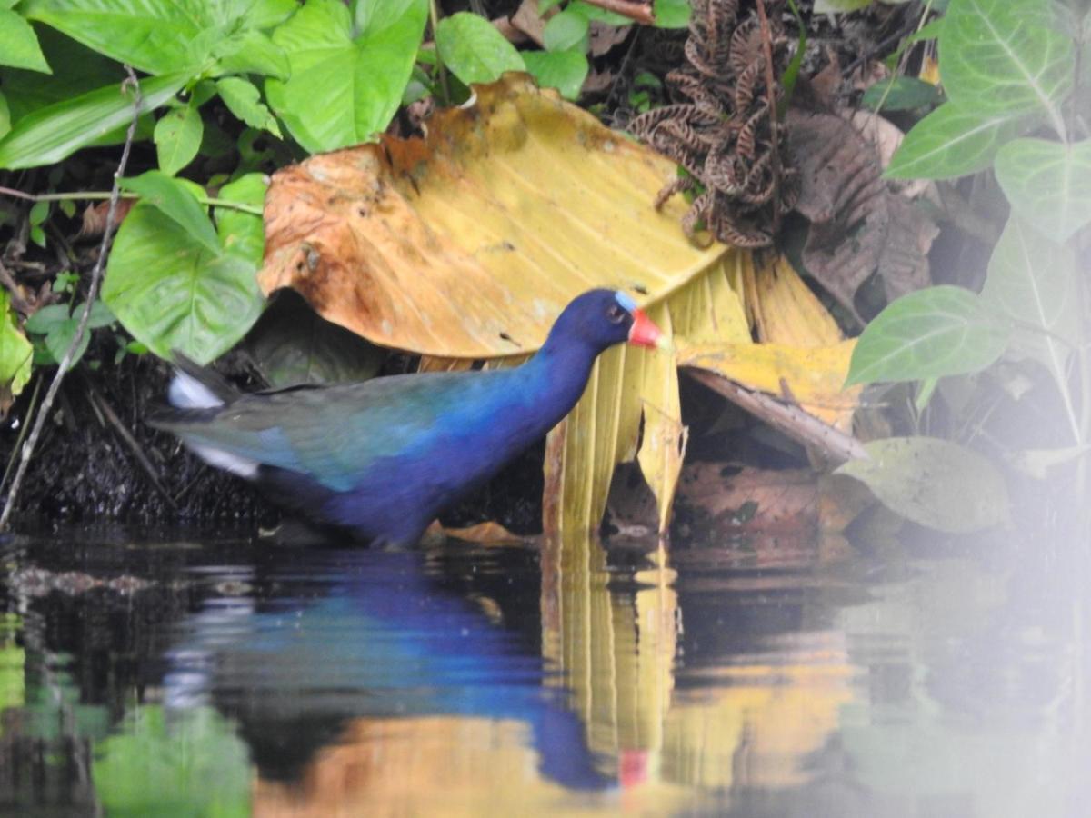 Misahualli Laguna Paikawe B&B 外观 照片