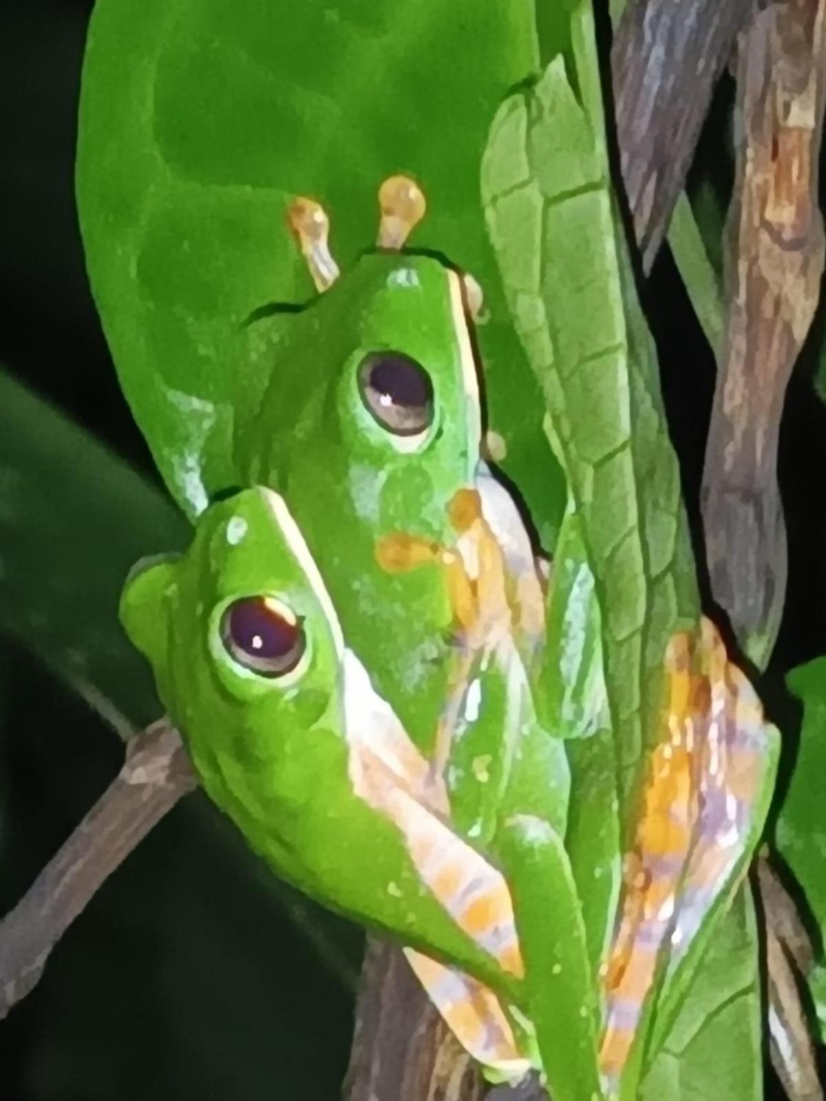 Misahualli Laguna Paikawe B&B 外观 照片